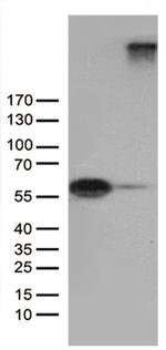 SEMA3G Antibody in Western Blot (WB)