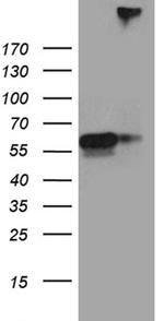 SEMA3G Antibody in Western Blot (WB)
