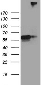 SEMA3G Antibody in Western Blot (WB)