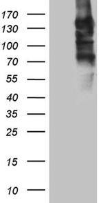 SEMA4D Antibody in Western Blot (WB)