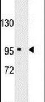 SEMA6A Antibody in Western Blot (WB)