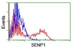 SENP1 Antibody in Flow Cytometry (Flow)