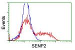 SENP2 Antibody in Flow Cytometry (Flow)