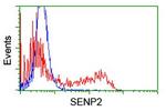 SENP2 Antibody in Flow Cytometry (Flow)