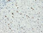 SENP2 Antibody in Immunohistochemistry (Paraffin) (IHC (P))