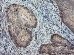 SENP2 Antibody in Immunohistochemistry (Paraffin) (IHC (P))