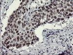 SENP2 Antibody in Immunohistochemistry (Paraffin) (IHC (P))