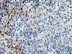 SENP2 Antibody in Immunohistochemistry (Paraffin) (IHC (P))