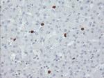 SENP2 Antibody in Immunohistochemistry (Paraffin) (IHC (P))
