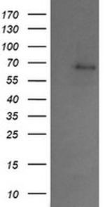SENP2 Antibody in Western Blot (WB)
