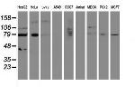 SENP2 Antibody in Western Blot (WB)
