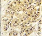 SENP3 Antibody in Immunohistochemistry (IHC)