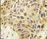 SENP5 Antibody in Immunohistochemistry (IHC)