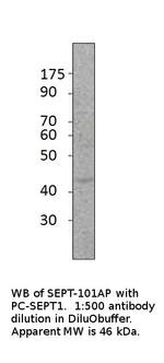 SEPT1 Polyclonal Antibody