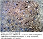 Septin 2 Polyclonal Antibody