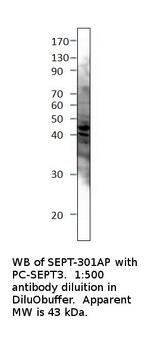 Septin 3 Polyclonal Antibody