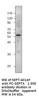 ARTS Polyclonal Antibody