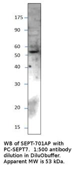 SEPT7 Polyclonal Antibody