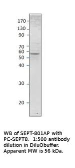 Septin 8 Polyclonal Antibody