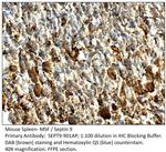 MSF Polyclonal Antibody