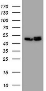 SERBP1 Antibody in Western Blot (WB)