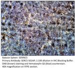 SERINC5 Polyclonal Antibody