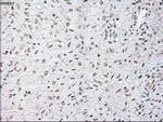 SERPINA1 Antibody in Immunohistochemistry (Paraffin) (IHC (P))