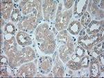 SERPINA1 Antibody in Immunohistochemistry (Paraffin) (IHC (P))
