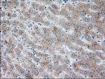 SERPINA1 Antibody in Immunohistochemistry (Paraffin) (IHC (P))