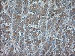 SERPINA1 Antibody in Immunohistochemistry (Paraffin) (IHC (P))