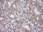 SERPINA1 Antibody in Immunohistochemistry (Paraffin) (IHC (P))