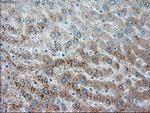 SERPINA1 Antibody in Immunohistochemistry (Paraffin) (IHC (P))