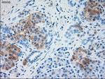 SERPINA1 Antibody in Immunohistochemistry (Paraffin) (IHC (P))