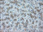 SERPINA1 Antibody in Immunohistochemistry (Paraffin) (IHC (P))
