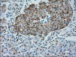 SERPINA1 Antibody in Immunohistochemistry (Paraffin) (IHC (P))