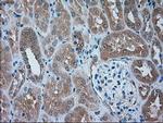 SERPINA1 Antibody in Immunohistochemistry (Paraffin) (IHC (P))