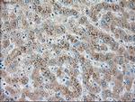 SERPINA1 Antibody in Immunohistochemistry (Paraffin) (IHC (P))