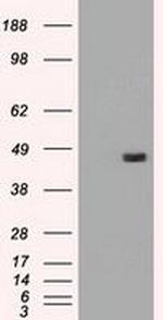 SERPINA1 Antibody in Western Blot (WB)