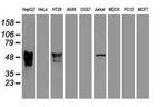 SERPINA1 Antibody in Western Blot (WB)