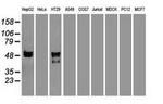 SERPINA1 Antibody in Western Blot (WB)