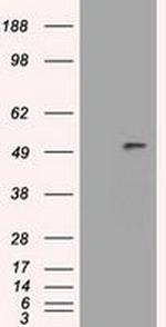 SERPINA1 Antibody in Western Blot (WB)