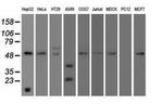 SERPINA1 Antibody in Western Blot (WB)