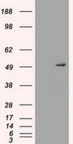 SERPINA1 Antibody in Western Blot (WB)