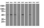 SERPINA1 Antibody in Western Blot (WB)