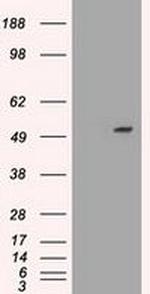 SERPINA1 Antibody in Western Blot (WB)