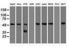 SERPINA1 Antibody in Western Blot (WB)