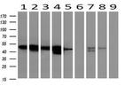 SERPINA1 Antibody in Western Blot (WB)
