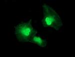 SERPINA5 Antibody in Immunocytochemistry (ICC/IF)