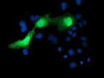 SERPINA5 Antibody in Immunocytochemistry (ICC/IF)