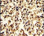 SERPINA9 Antibody in Immunohistochemistry (IHC)